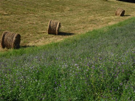 Alfalfa Useful In Hay And Pasture Operations Southeast Agnet