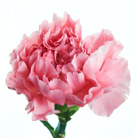 Beautiful Pink Carnation Flower With Stem Stock Photo Image Of Plant