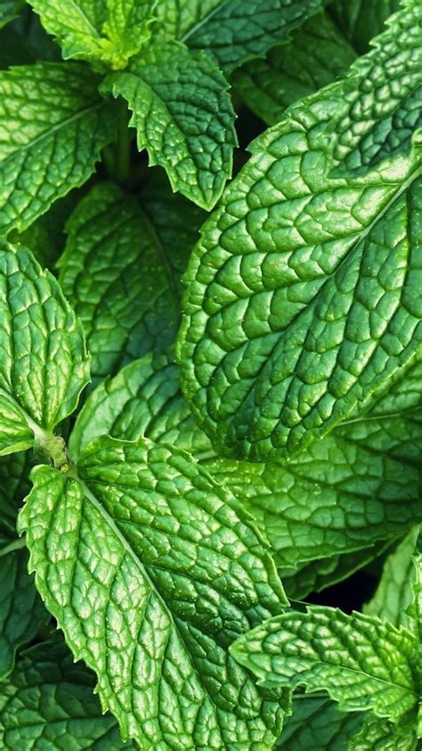 30 Different Types Of Mint Plants With Pictures Artofit