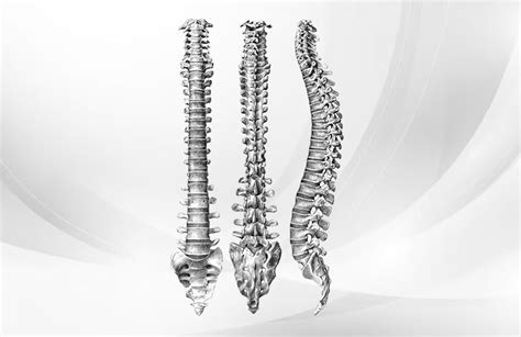 The Art Of Maintaining Healthy Spinal Discs An Informative Guide