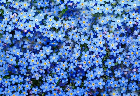 Total 105 Imagen Forget Me Not Flower Background Thcshoanghoatham