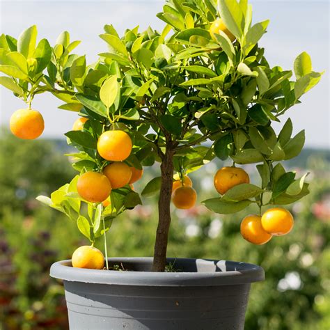 Dwarf Navel Orange Tree For Sale Online