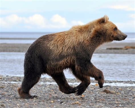 Photo Treks Alaska Brown Bear