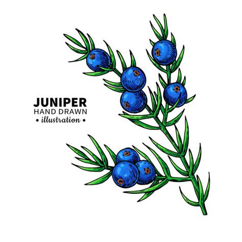 Juniper Berry Illustrations Royalty Free Vector Graphics And Clip Art