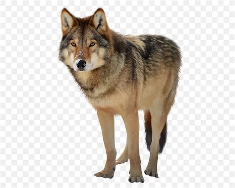 Gray Wolf Clip Art Png 616x659px Gray Wolf Canis Lupus Tundrarum