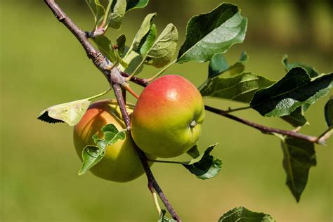 Fruit Trees Home Gardening Apple Cherry Pear Plum Apple Red