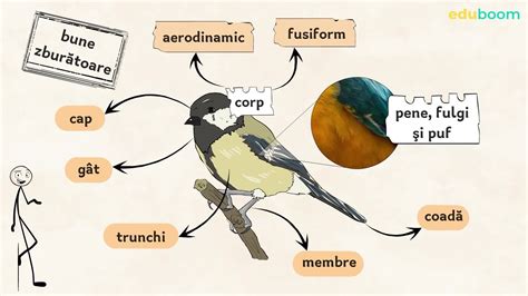 Păsările Biologie Clasa A 9 A