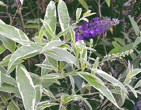 Feb 22, 2021 · butterfly bushes should be able to survive winter in usda zones 5 through 10. Buddleia davidii Harlequin Butterfly Bush