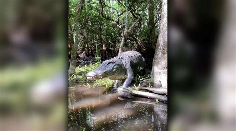 Florida Woman Encounters Massive Alligator In Florida Everglades Wsvn 7news Miami News