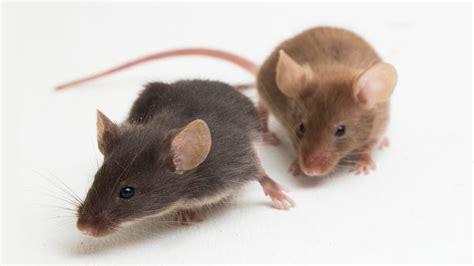 Mouse Vs Rat Understanding The Differences And Similarities