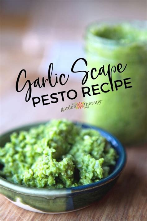 Garlic Scape Pesto Recipe Grow It Eat It Garden Therapy