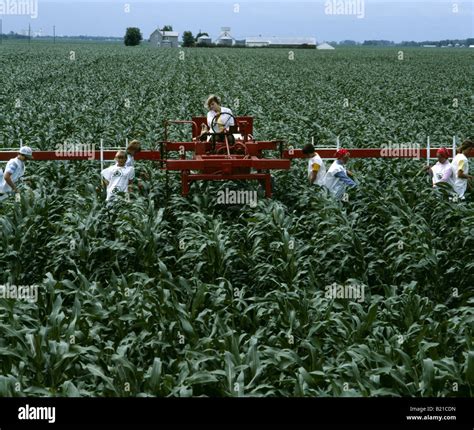 Detasseling corn hi-res stock photography and images - Alamy
