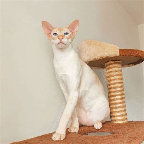 Flame Point Siamese Cats Us Pets Love
