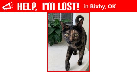 Lost Cat Bixby Oklahoma Nala