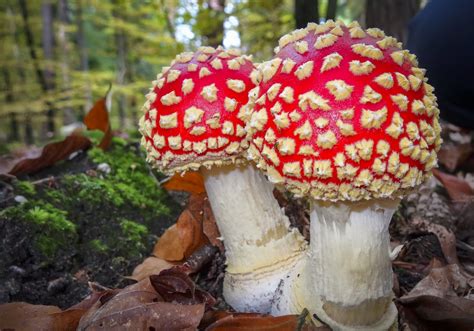 Morris Arboretum 5 Fun Facts About Fungi
