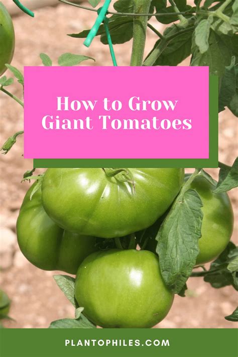 How To Grow Giant Tomatoes In 2023