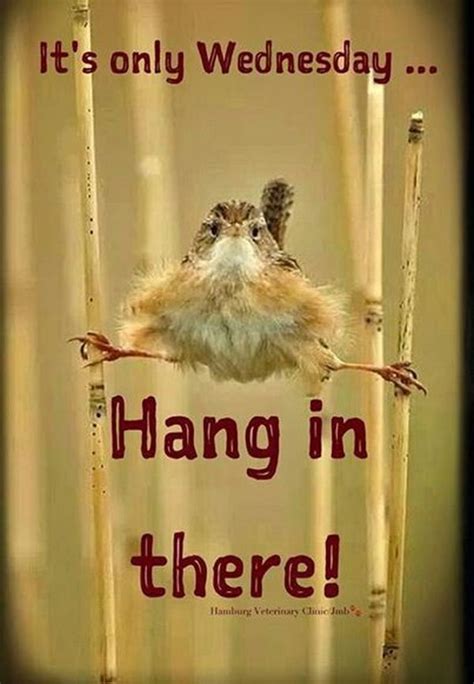 Share these good morning wednesday quotes with all. Happy Wednesday Quotes, Funny Its Wednesday Sayings