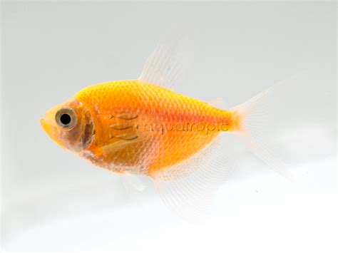 Sunburst Orange Lft Glofish R Gymnocorymbus Ternetzi Quality Marine