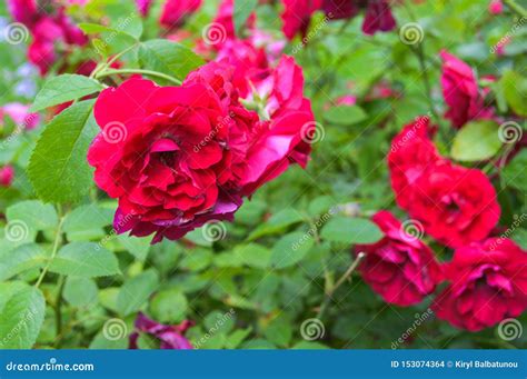Beautiful Red Garden Blooming Natural Botanical Flower Blooming Against