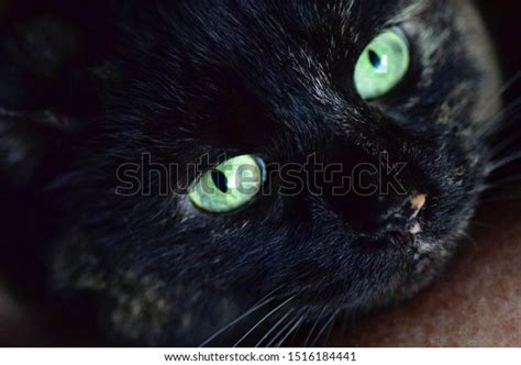Black Cat Bright Green Eyes Stock Photo 1516184441 Shutterstock