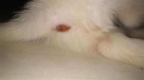 Hi My Golden Retriever Puppy Stool With Blood I Am More Concerned About