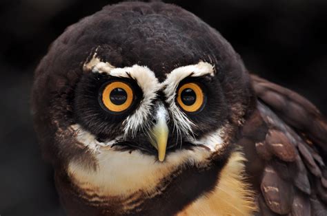 Spectacled Owl Flyway Photography Flickr