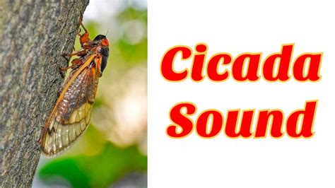 Cicada sound cicadas noise the sound of cicadas. Cicada Sound - YouTube