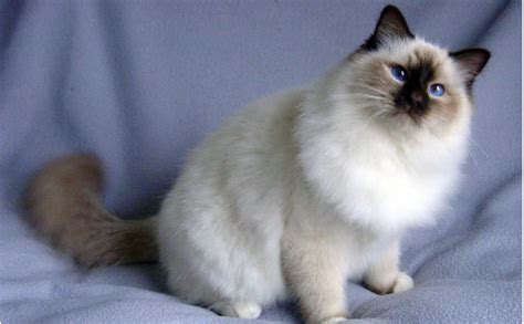 White Birman Cat Image