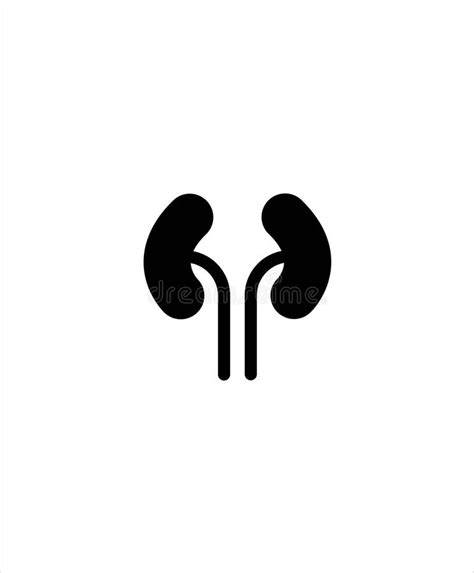 Kidneys Flat Line Icon Vector Thin Pictogram Of Human Internal Organ