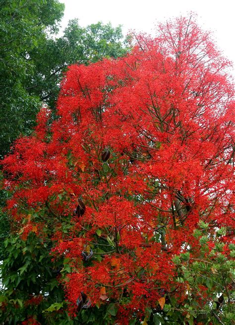 Wow Brachychiton Acerifolius In Thornbury Brachychiton Flickr