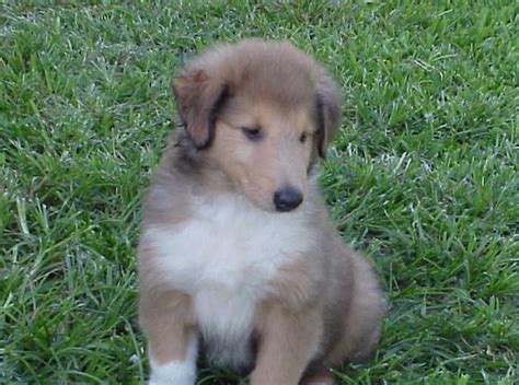 Petland florida has top quality puppies from the top 2% usda breeders available for purchase. Collie Puppies for sale in Florida