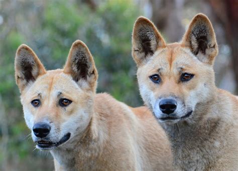 Jonangi Vs Dingo Breed Comparison Mydogbreeds