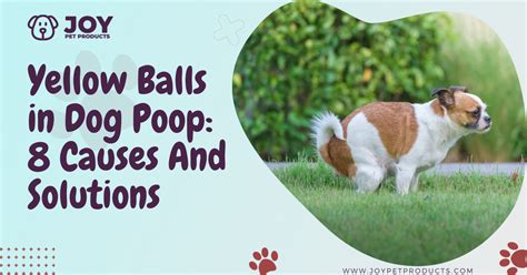 What Causes Dog Poop To Be Yellow