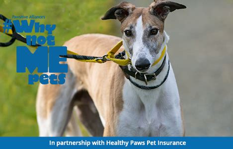 Why Not Me? Meet Troy! | Healthy Paws Pet Insurance