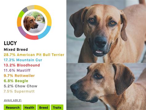 thought    red bmc   discovered  black mouth cur      breeds