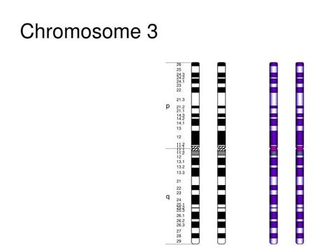 2 Y Chromosome What Is Xyy Syndrome Symptoms Causes Diagnosis Treatment And Prevention