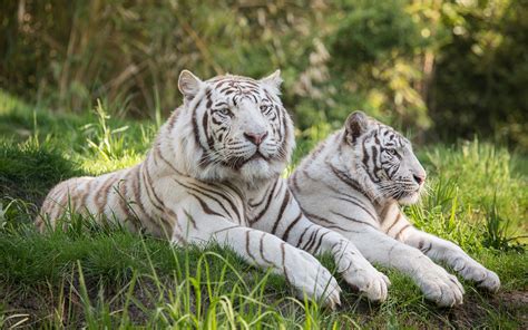 Moreover, the confusion must be cleared: White Tiger Wallpapers Images Photos Pictures Backgrounds