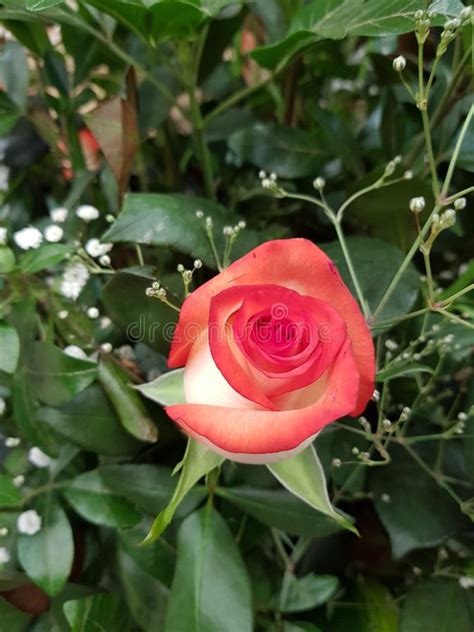 Light Red Rose Flower And Foliage For T Of Love Stock Photo Image