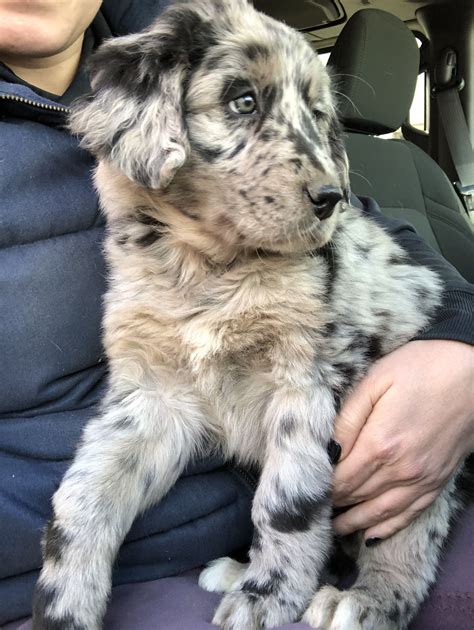 Golden Retriever Australian Shepherd Mix Cute Dogs And Puppies Cute