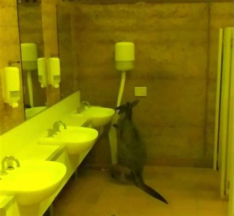 Moment British Backpackers Find Kangaroos Eating Their Toilet Roll