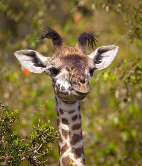 Sweet Baby Giraffe Looking Funny With Floppy Horn Tufts — Stock Photo © Dmussman 138271580