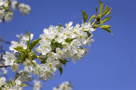 Spring Is Here Blossoming Fruit Trees Like Here A Cherry Tree Stock