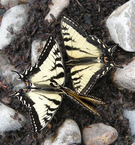 Puddling Canadian Tiger Swallowtails Papilio Canadensis BugGuide Net