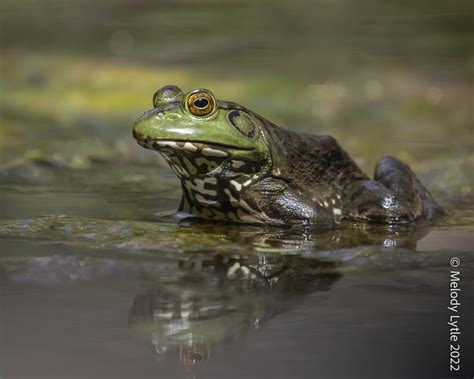 American Bullfrog Female Lithobates Catesbeianus Se Ariz Flickr