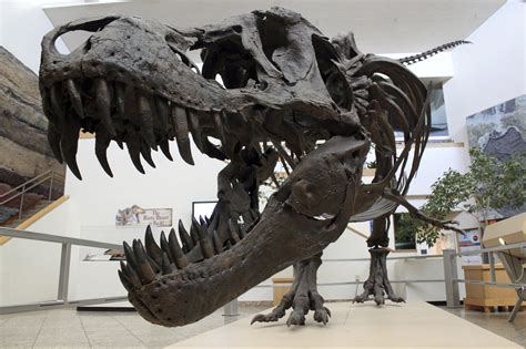 Snapshot Of Extinction Fossils Show Day Of Killer Asteroid Ap News