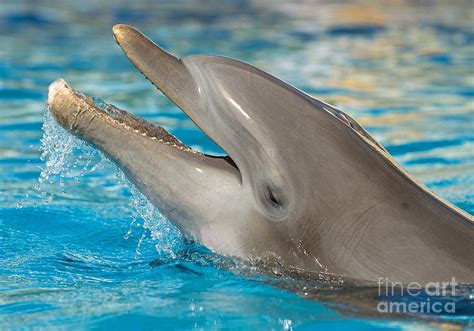 Atlantic Bottlenose Dolphin Photograph By Millard H Sharp Fine Art