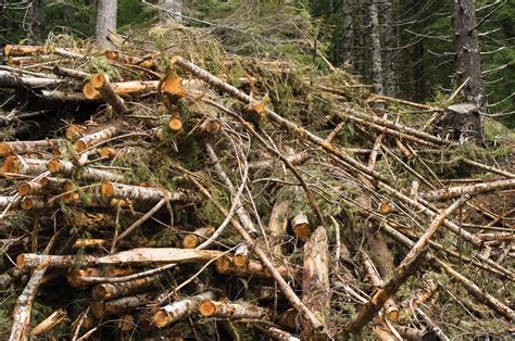 Forest Biomass Biomass From Oregon Forests Photo By Oreg Flickr