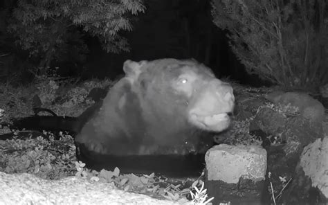 Huge Bear Caught On Camera Enjoying Soak In Garden Pond