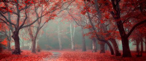 Red Leafed Tree Ultra Wide Photography Hd Wallpaper Wallpaper Flare