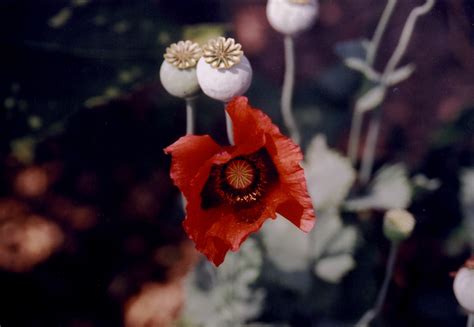 Opium Poppy Or Joy Poppy Mms Medicinal Garden